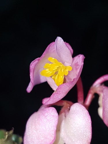 Clubed begonia