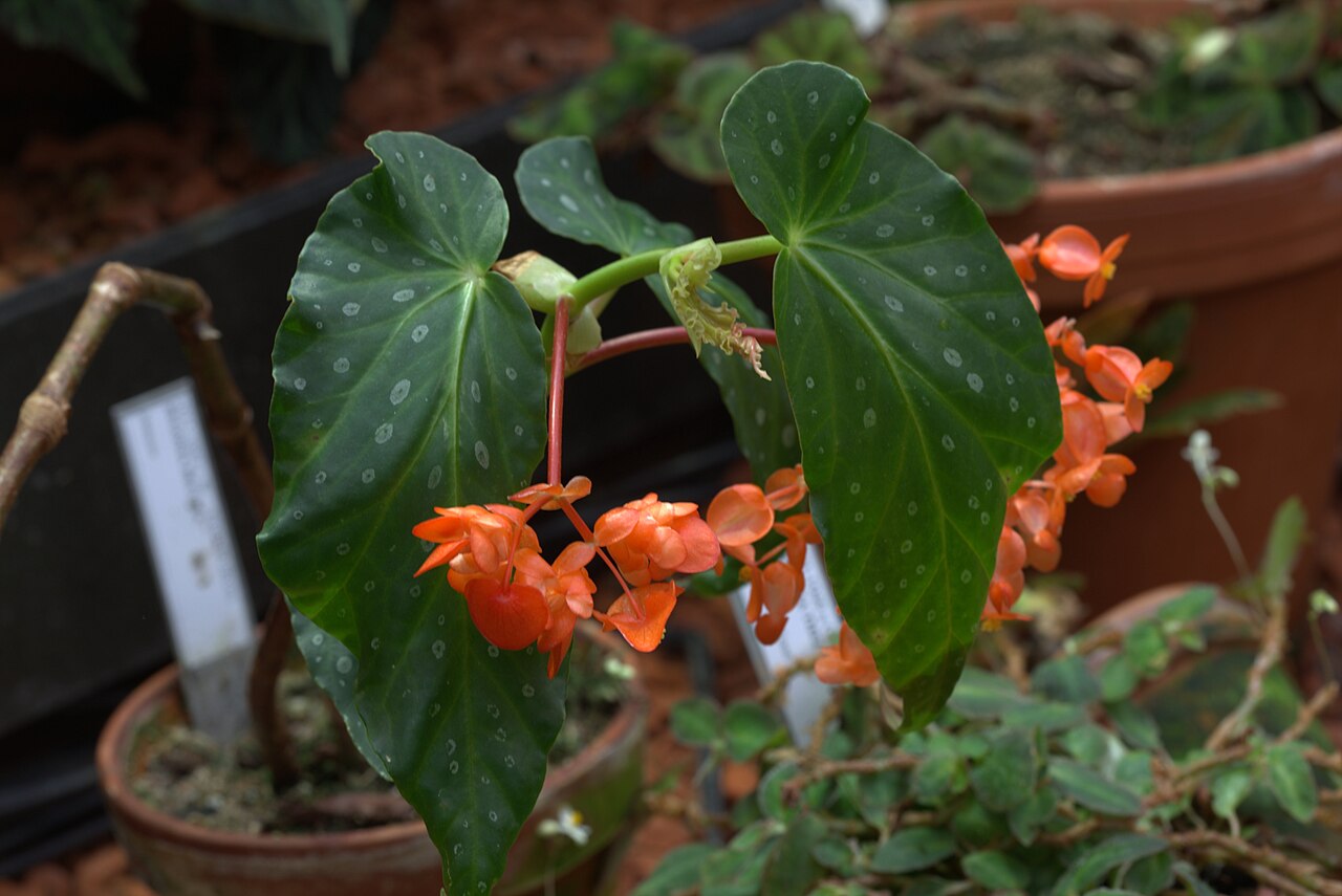 Begonia decora: Begonia decora in Gothenburg botanical garden. Plantid: 2011-1002 c W -- Edinburgh