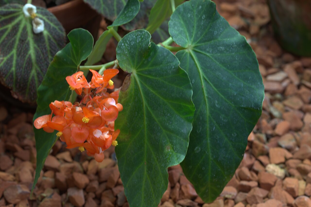 Begonia decora: Begonia decora in Gothenburg botanical garden. Plantid: 2011-1002 c W -- Edinburgh