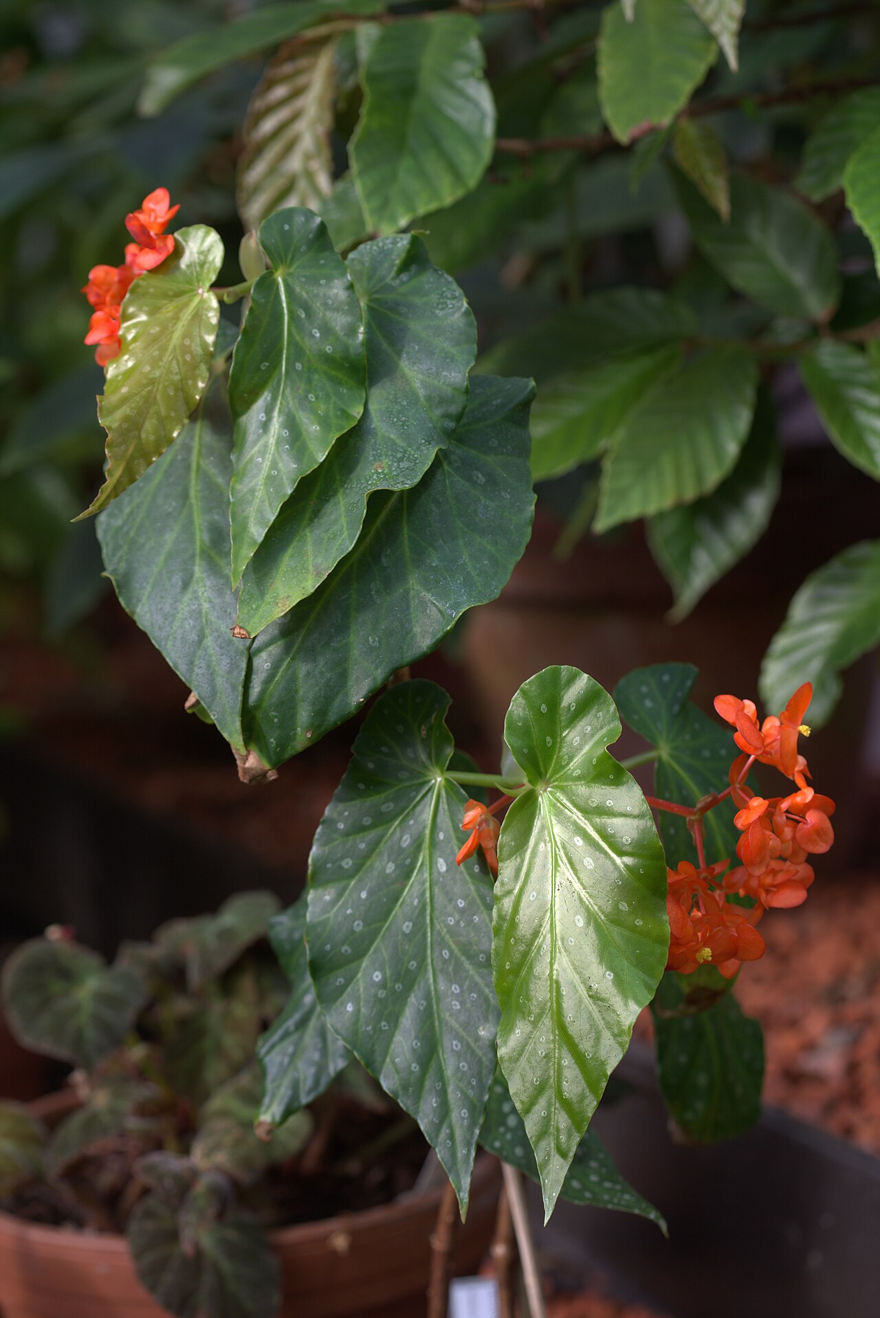 Begonia decora: Begonia decora in Gotheburg Botanical Garden. Plant id: 2011-1002 c W -- Edinburgh