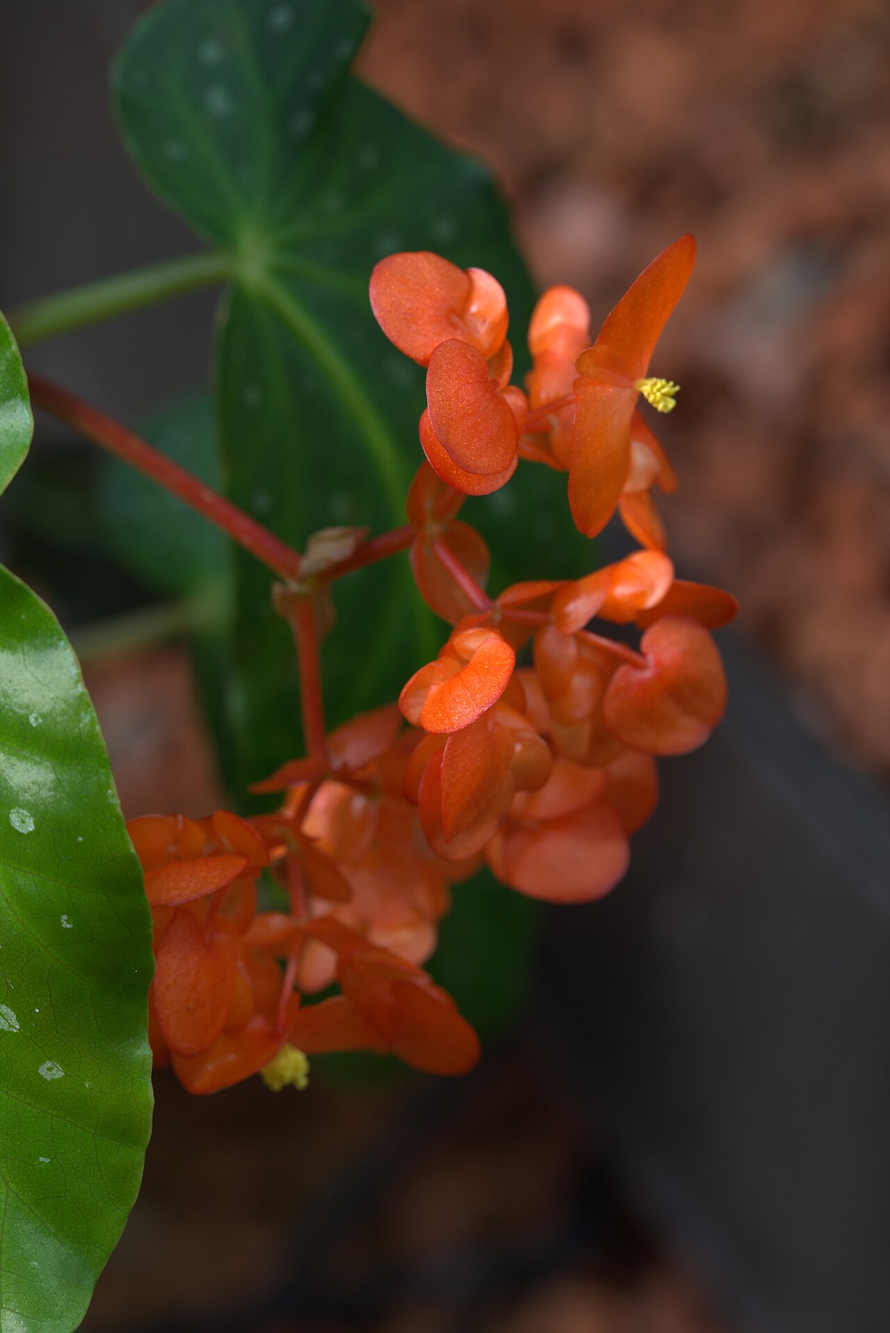 Begonia decora: Begonia decora in Gotheburg Botanical Garden. Plant id: 2011-1002 c W -- Edinburgh