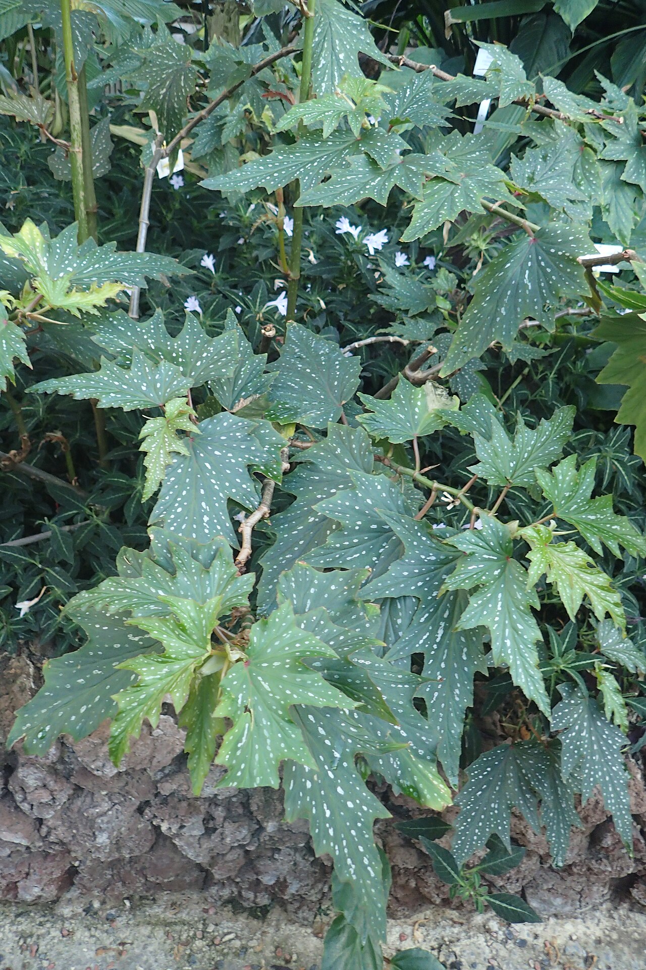 Begonia deliciosa: Begonia deliciosa in the Botanischer Garten, Berlin-Dahlem