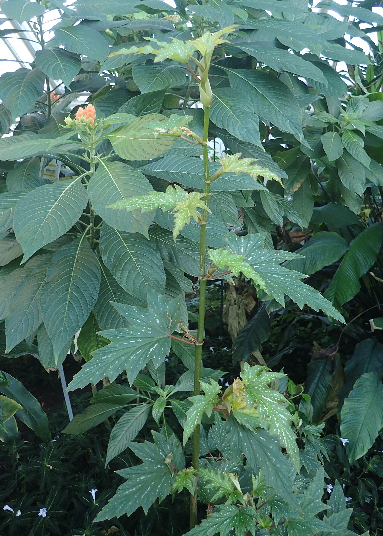 Begonia deliciosa: Begonia deliciosa in the Botanischer Garten, Berlin-Dahlem