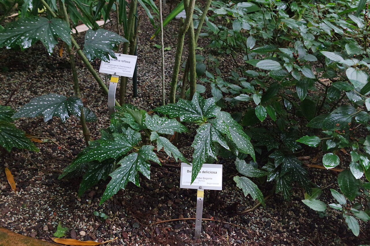 Begonia deliciosa: Begonia deliciosa