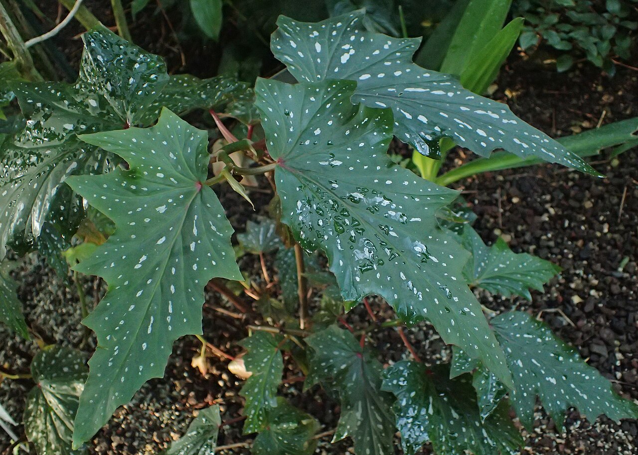 Begonia deliciosa: Begonia deliciosa in the Botanischer Garten, Berlin-Dahlem