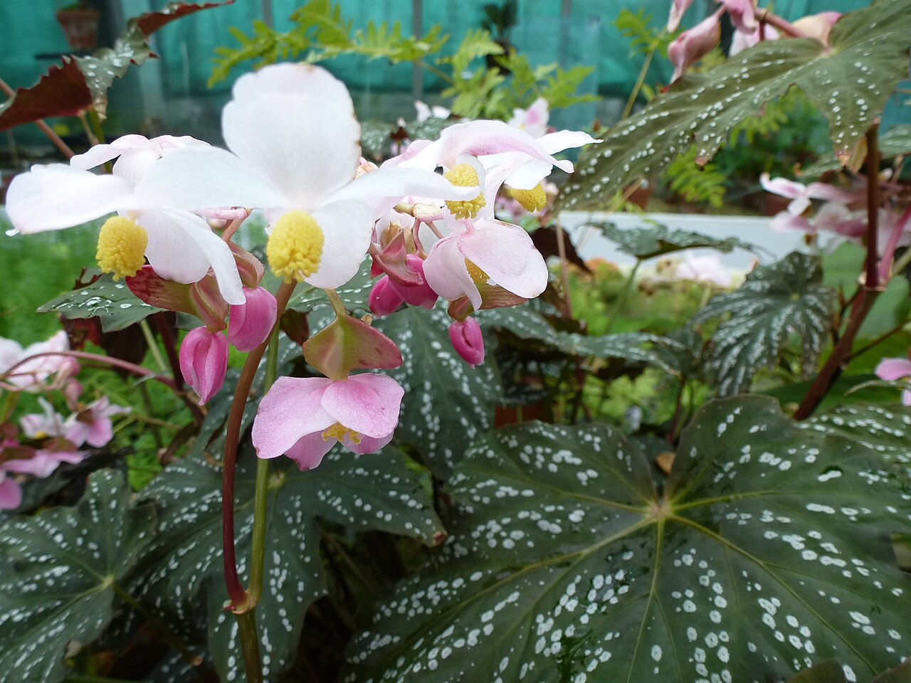 Begonia deliciosa: Begonia deliciosa - Serres d'Auteuil - Jardin botanique de la Ville de Paris - France
