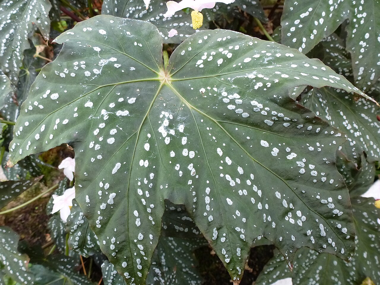 Begonia deliciosa: Begonia deliciosa - Serres d'Auteuil - Jardin botanique de la Ville de Paris - France