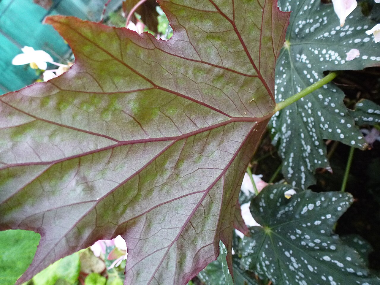 Begonia deliciosa: Begonia deliciosa - Serres d'Auteuil - Jardin botanique de la Ville de Paris - France