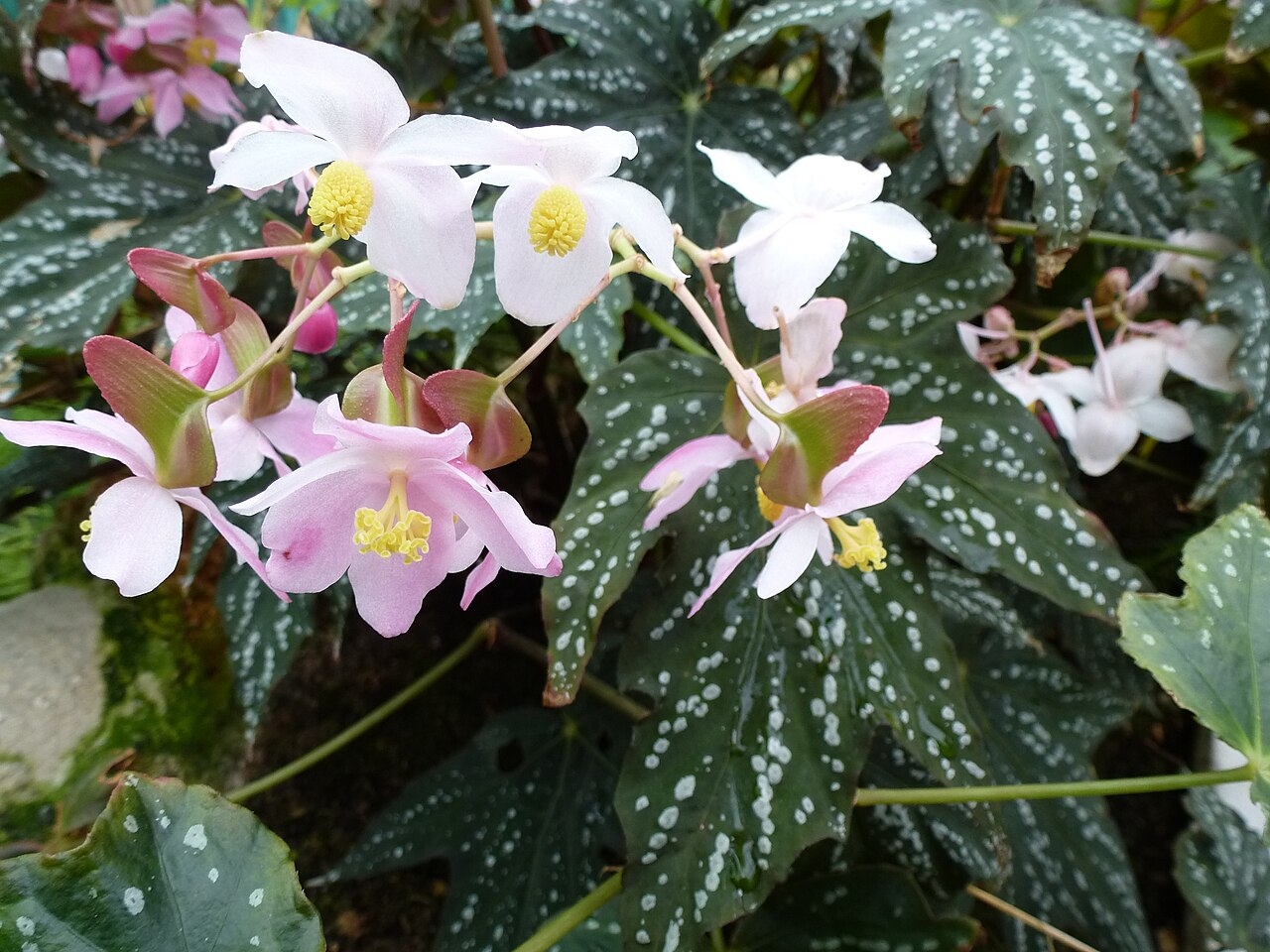 Begonia deliciosa: Begonia deliciosa - Serres d'Auteuil - Jardin botanique de la Ville de Paris - France