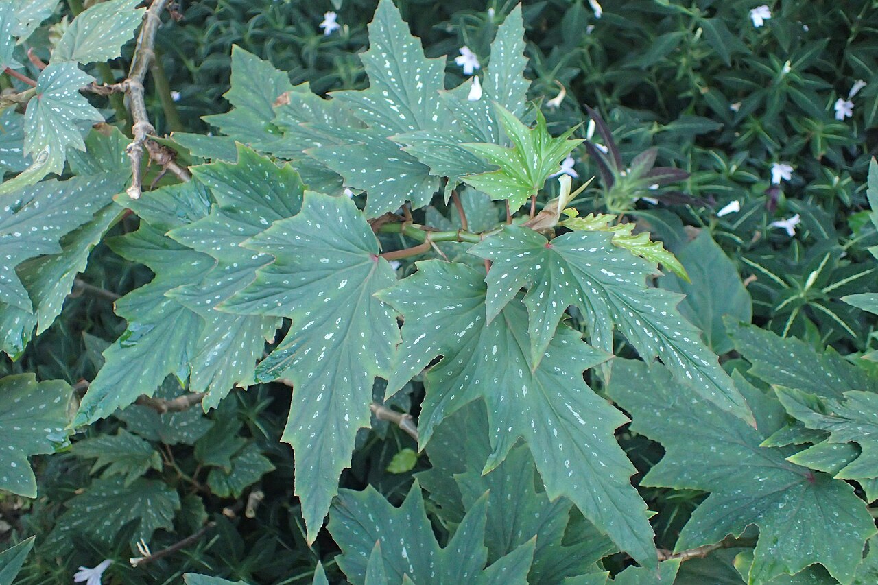 Begonia deliciosa: Begonia deliciosa in the Botanischer Garten, Berlin-Dahlem
