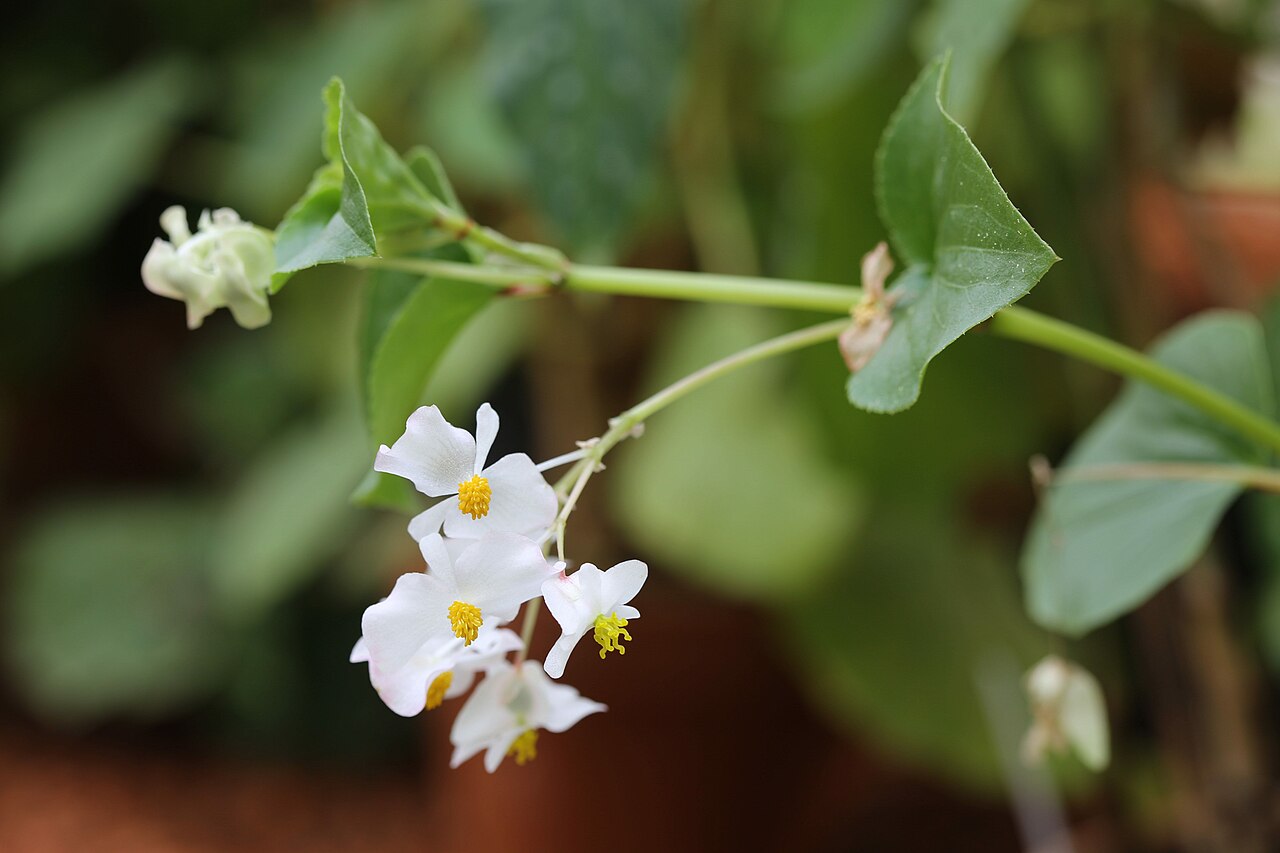 Begonia descoleana: Begonia descoleana in Gothenburg Botanical Garden. Plant id: 2016-468 s W -- Antonelli
