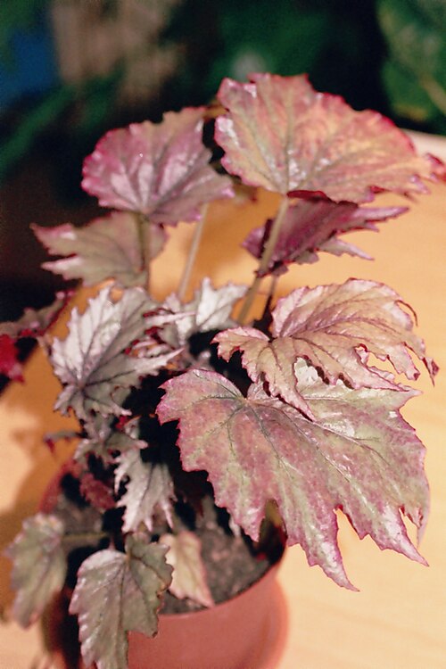 Begonia diadema: Begonia diadema 'Kupferkonigin'.