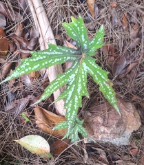 Begonia diadema (Begonia diadema)