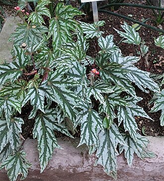 Begonia diadema: Begonia diadema