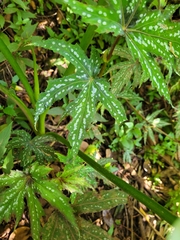 Begonia diadema (Begonia diadema)