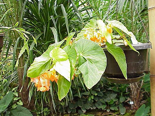 Begonia dichroa: Species : Begonia dichroa Family : Begoniaceae Image No. 2