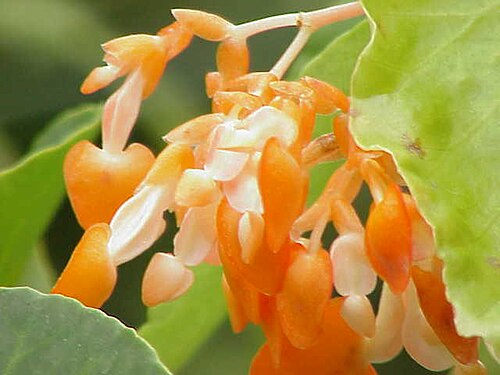 Begonia dichroa: Species : Begonia dichroa Family : Begoniaceae Image No. 1