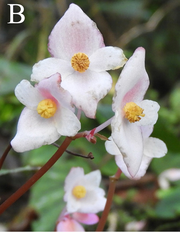 Begonia dicressine: Male flowers of Begonia dicressine , seen in India, Arunachal Pradesh, Namdapha National Park, Changlang district, about 500 m a.s.l.. (collected for the Herbar