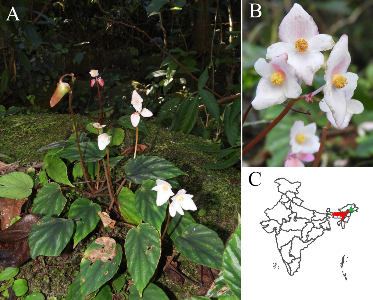 Begonia dicressine: Begonia dicressine , seen in India, Arunachal Pradesh, Namdapha National Park, Changlang district, about 500 m a.s.l.. (collected for the Herbarium of Rajiv Gan