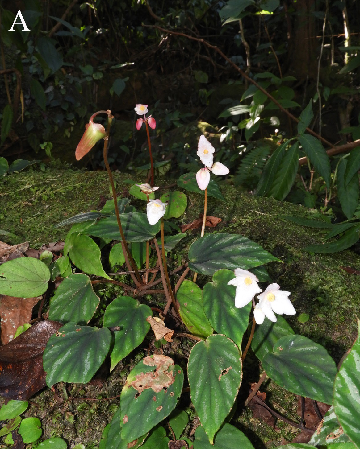 Begonia dicressine: Begonia dicressine , seen in India, Arunachal Pradesh, Namdapha National Park, Changlang district, about 500 m a.s.l.. (collected for the Herbarium of Rajiv Gan