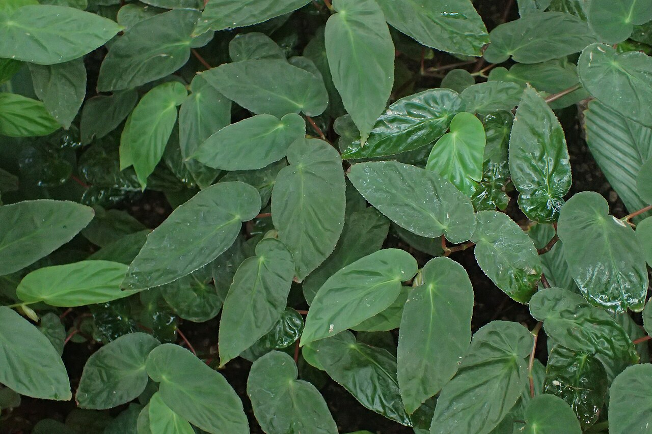 Begonia dietrichiana: Begonia dietrichiana in the Botanischer Garten, Berlin-Dahlem