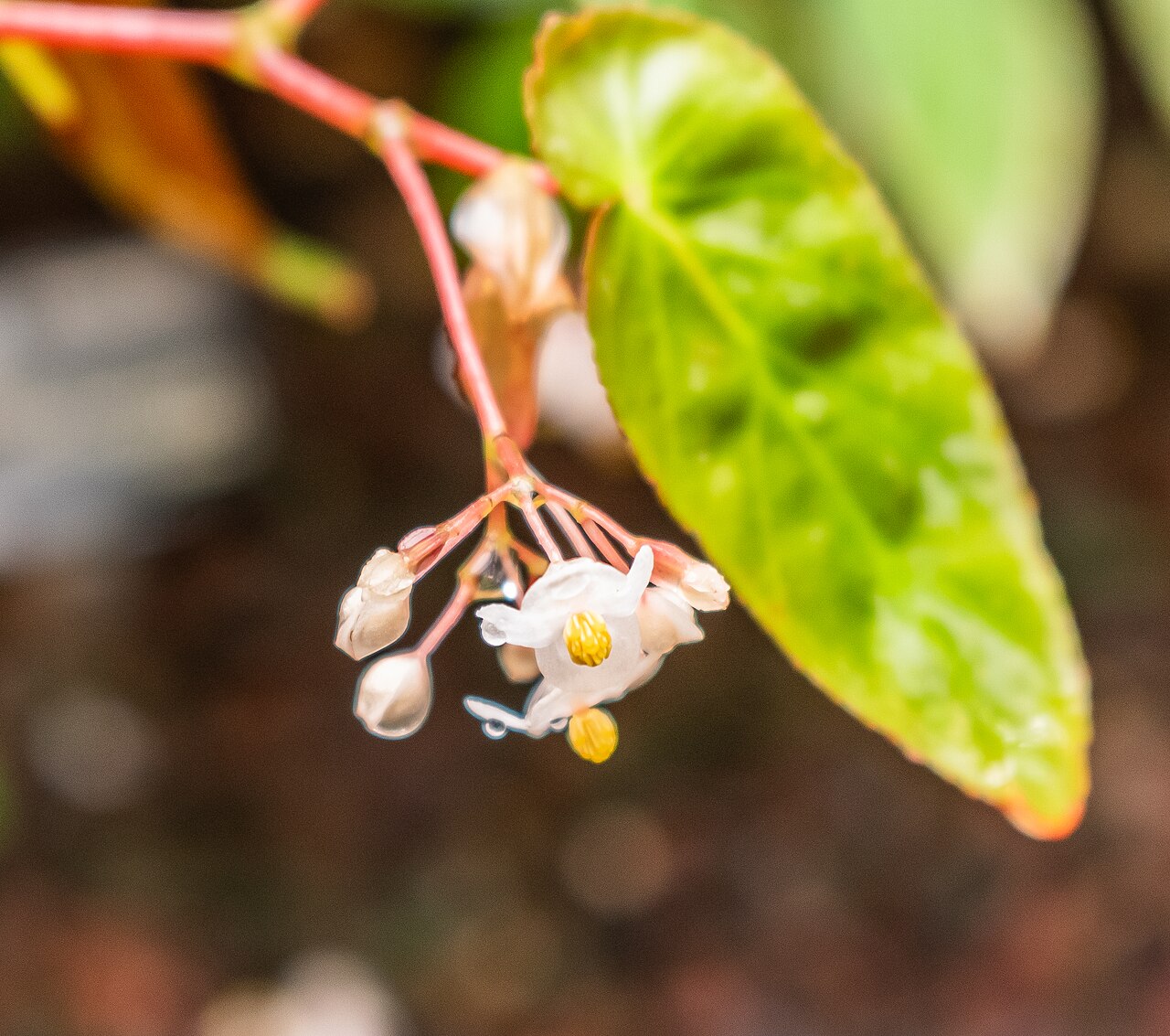 Begonia dietrichiana: Begonia dietrichiana in tropical greenhouses in the Parc de la Tete d'Or in Lyon , France