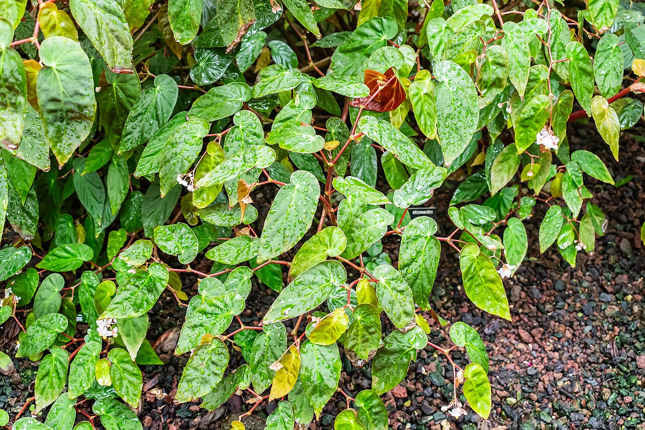 Begonia dietrichiana: Begonia dietrichiana in tropical greenhouses in the Parc de la Tete d'Or in Lyon , France