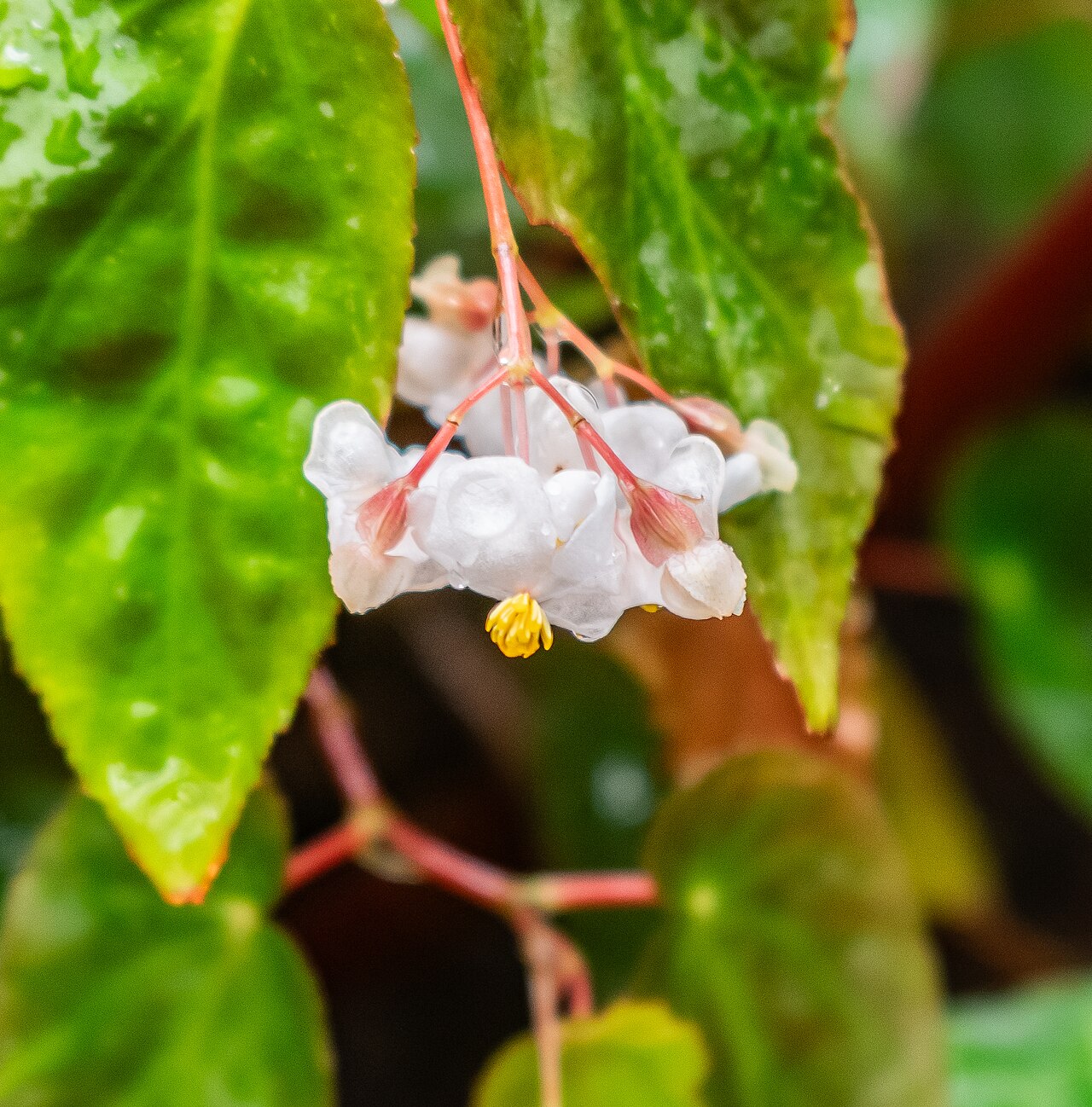 Begonia dietrichiana: Begonia dietrichiana in tropical greenhouses in the Parc de la Tete d'Or in Lyon , France