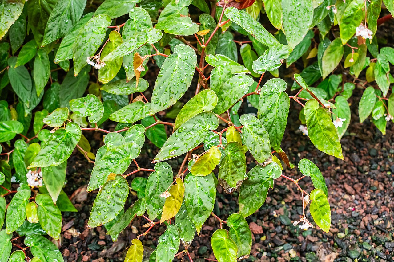 Begonia dietrichiana: Begonia dietrichiana in tropical greenhouses in the Parc de la Tete d'Or in Lyon , France