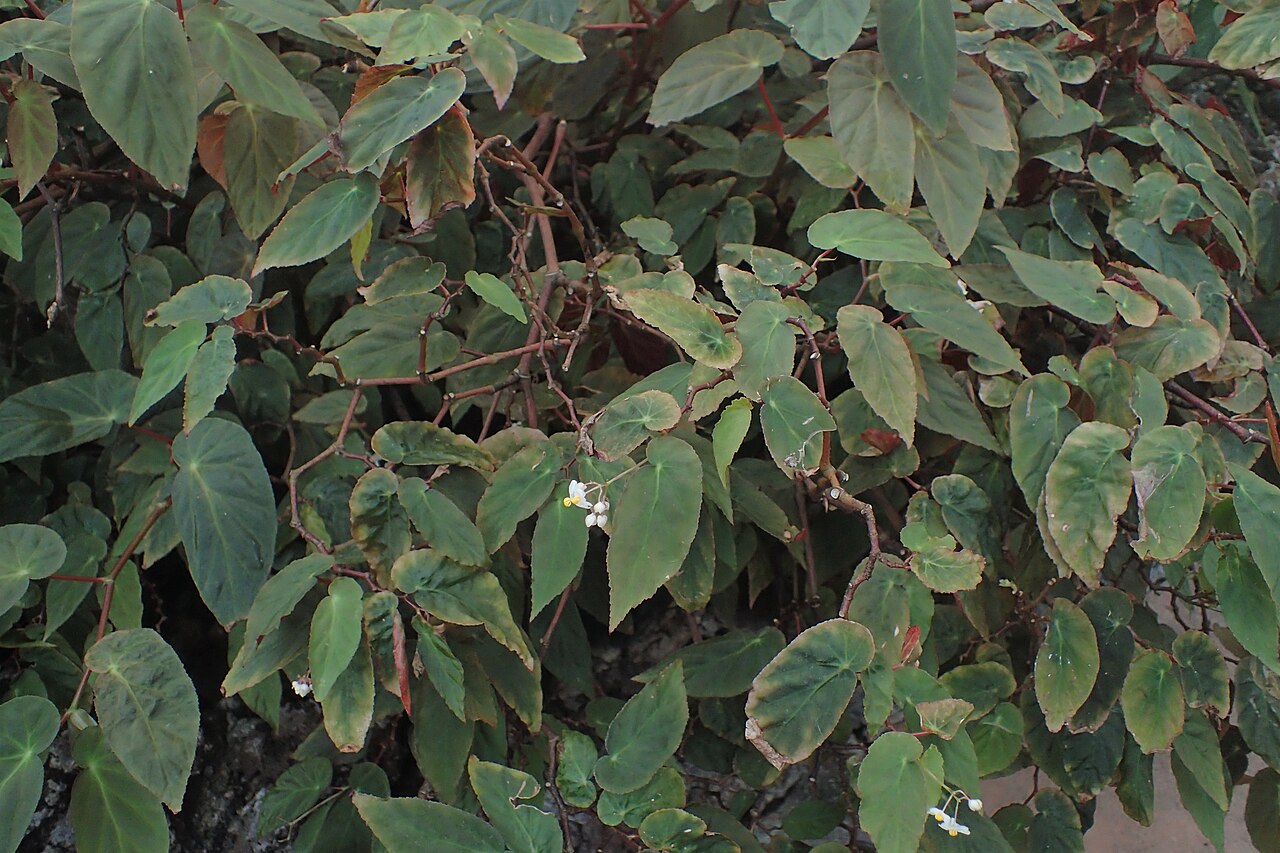 Begonia dietrichiana: Begonia dietrichiana in the Botanischer Garten, Berlin-Dahlem