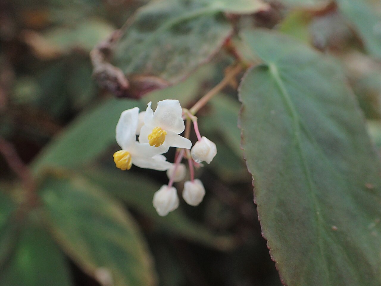 Begonia dietrichiana: Begonia dietrichiana in the Botanischer Garten, Berlin-Dahlem