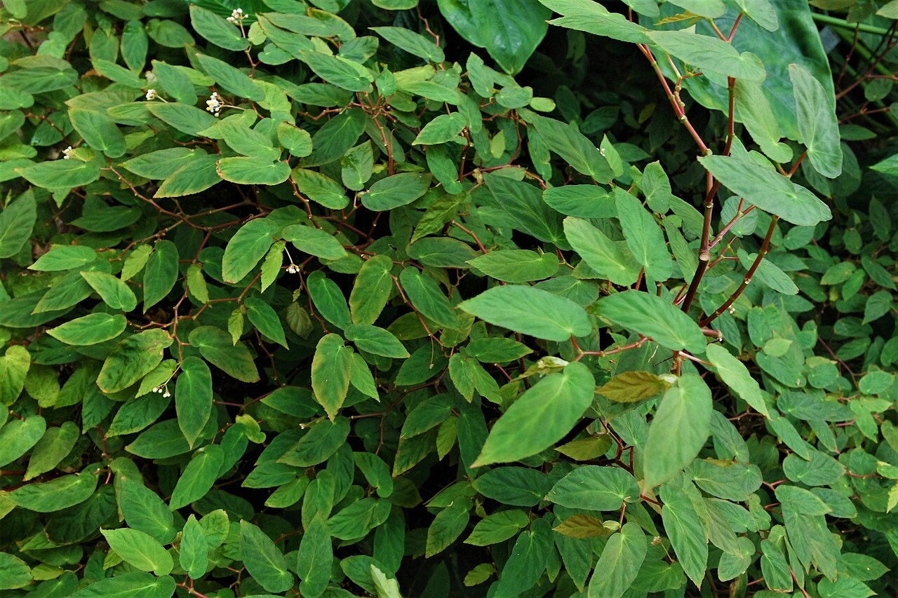 Begonia dietrichiana: Begonia dietrichiana