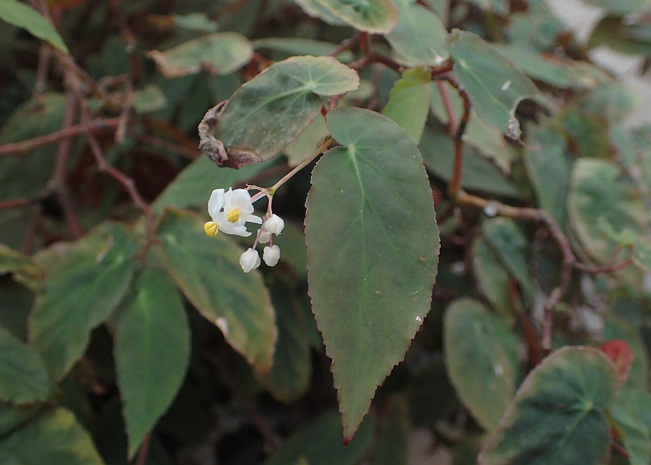 Begonia dietrichiana: Begonia dietrichiana in the Botanischer Garten, Berlin-Dahlem