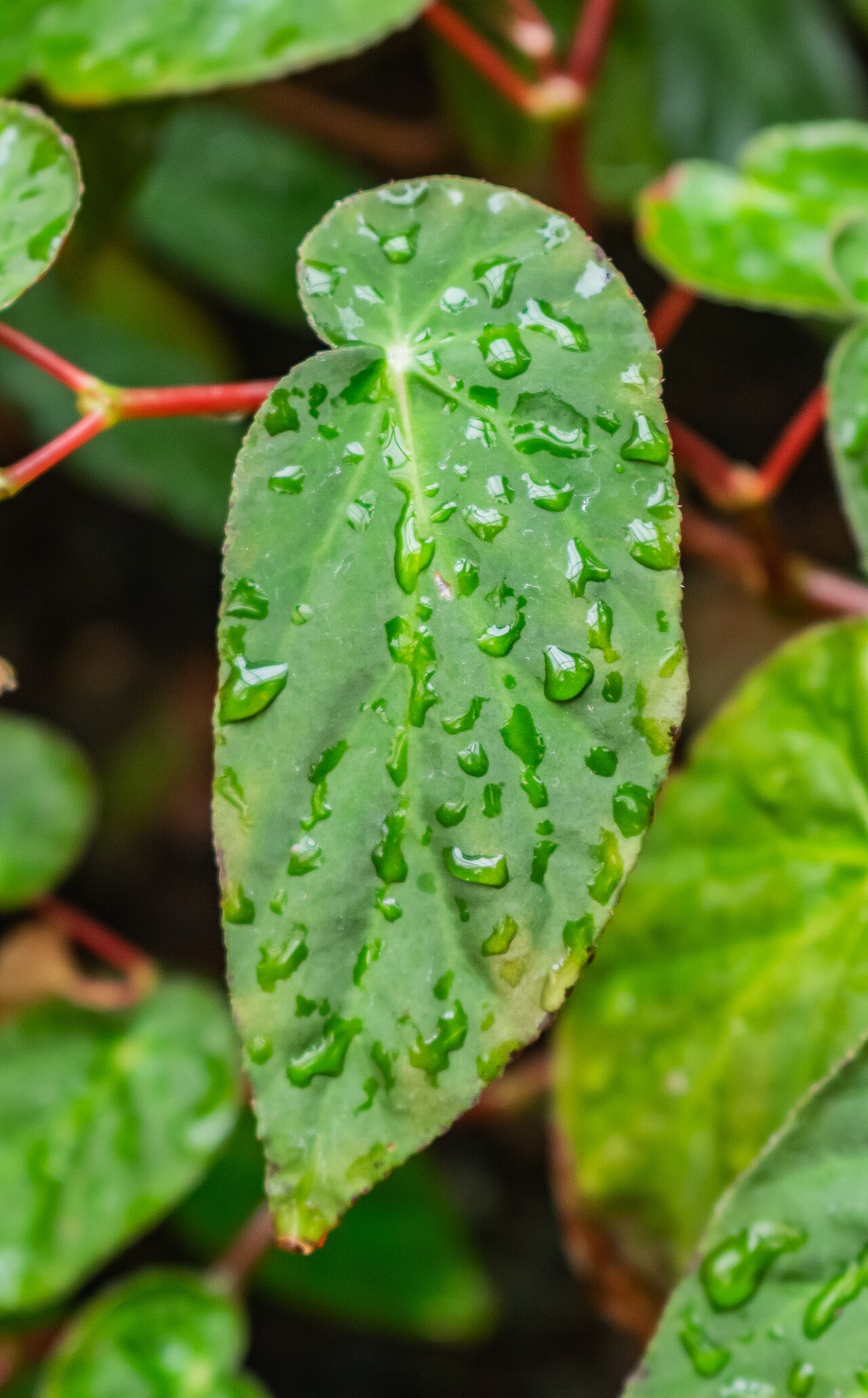 Begonia dietrichiana: Begonia dietrichiana in tropical greenhouses in the Parc de la Tete d'Or in Lyon , France