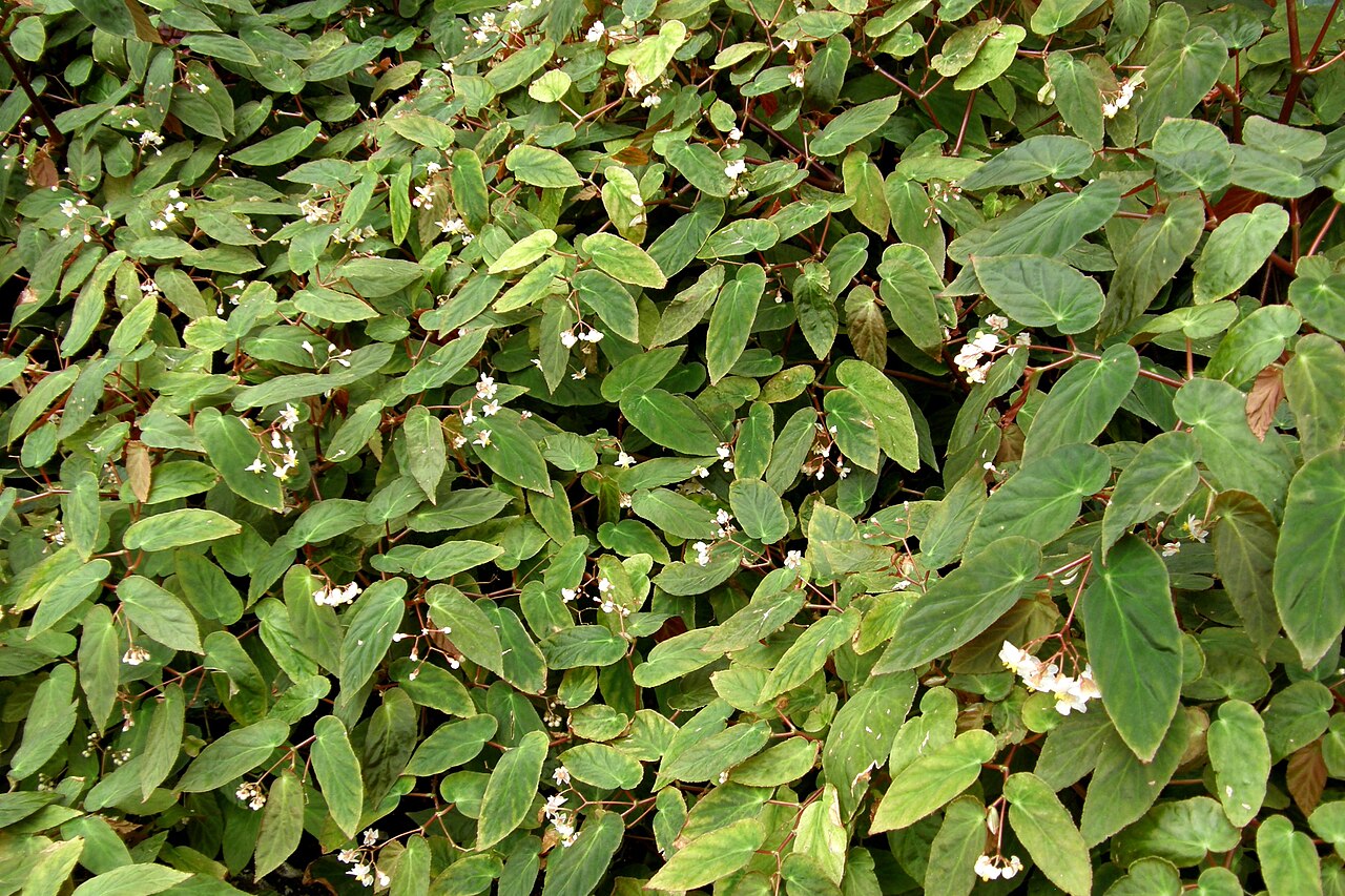 Begonia dietrichiana: Begonia dietrichiana Irmsch. dans la serre du Botanischer Garten de Berlin-Dahlem.