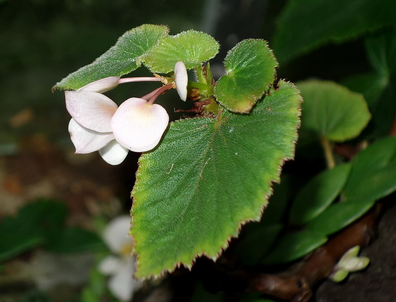 Begonia dipetala: Botanical specimen in the Botanischer Garten, Dresden, Germany.