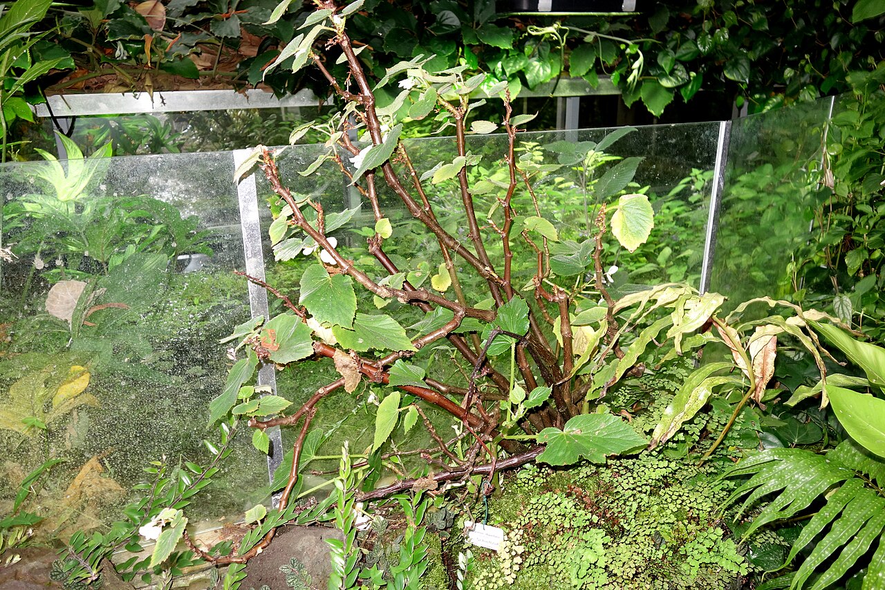 Begonia dipetala: Botanical specimen in the Botanischer Garten, Dresden, Germany.
