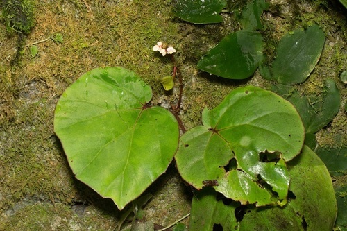 Begonia divergens (Begonia divergens)