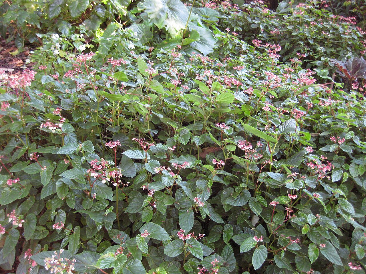 Begonia domingensis: This photo is from Gardenology.org and is available under CC-BY-SA 3.0 license. If you use it, please include attribution to Gardenology.org, with a link if the