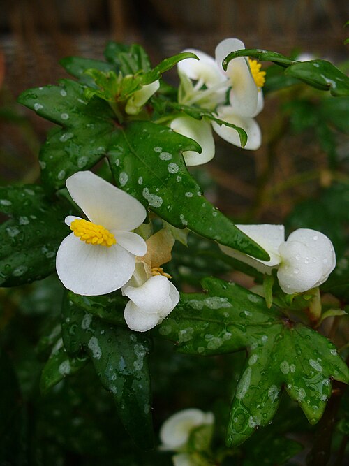 Begonia dregei: Biological Sciences Dept. greenhouse, Florida International University, Miami, USA