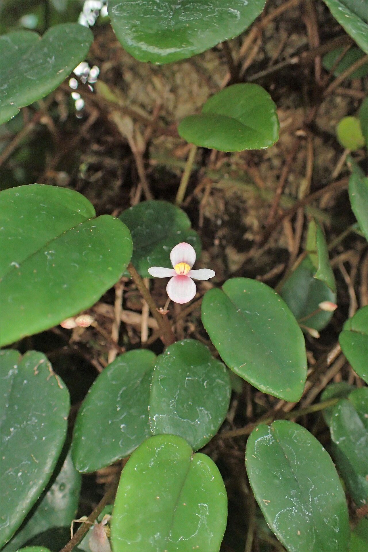 Begonia elaeagnifolia: Begonia elaeagnifolia in the Botanischer Garten, Berlin-Dahlem