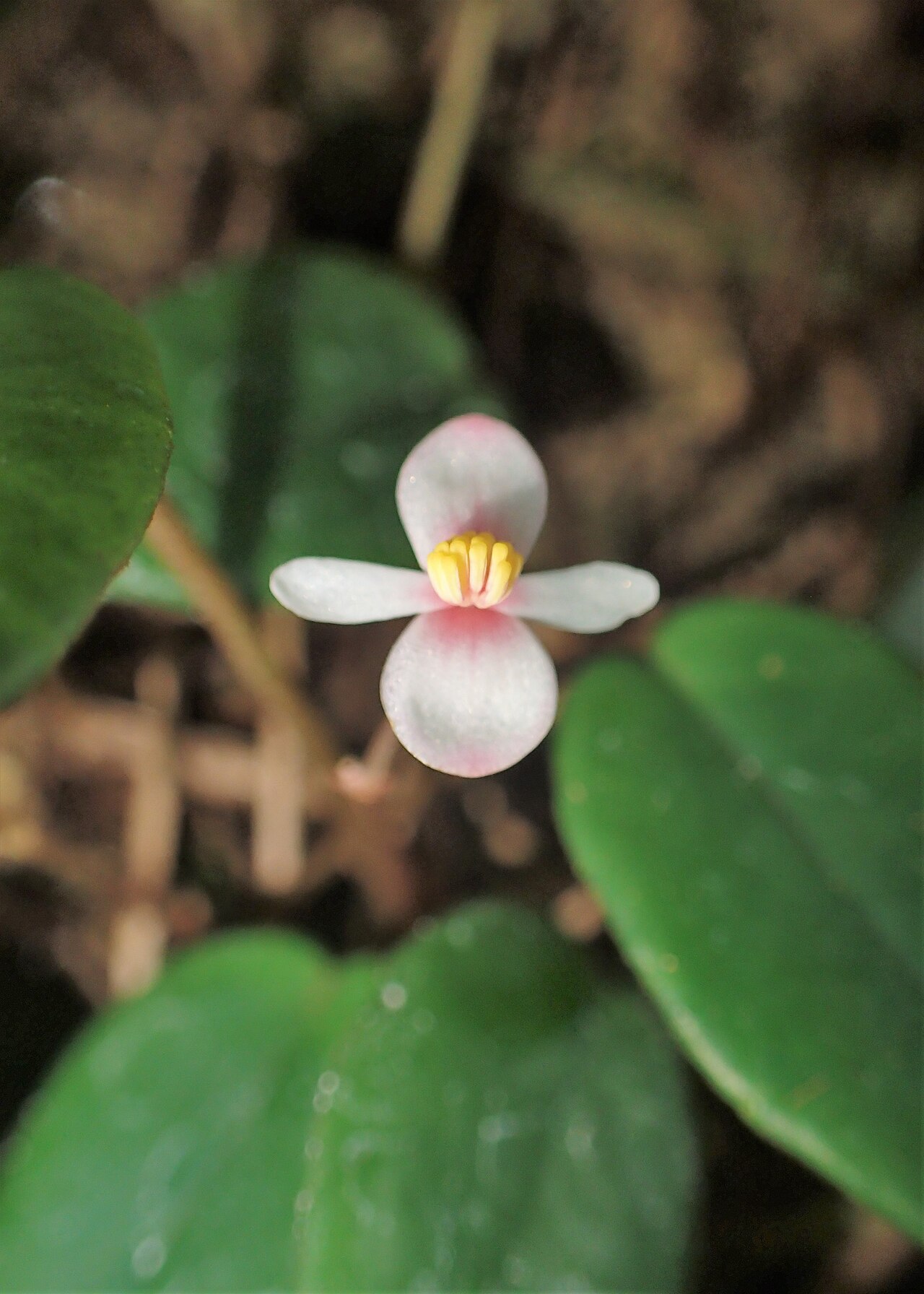 Begonia elaeagnifolia: Begonia elaeagnifolia in the Botanischer Garten, Berlin-Dahlem