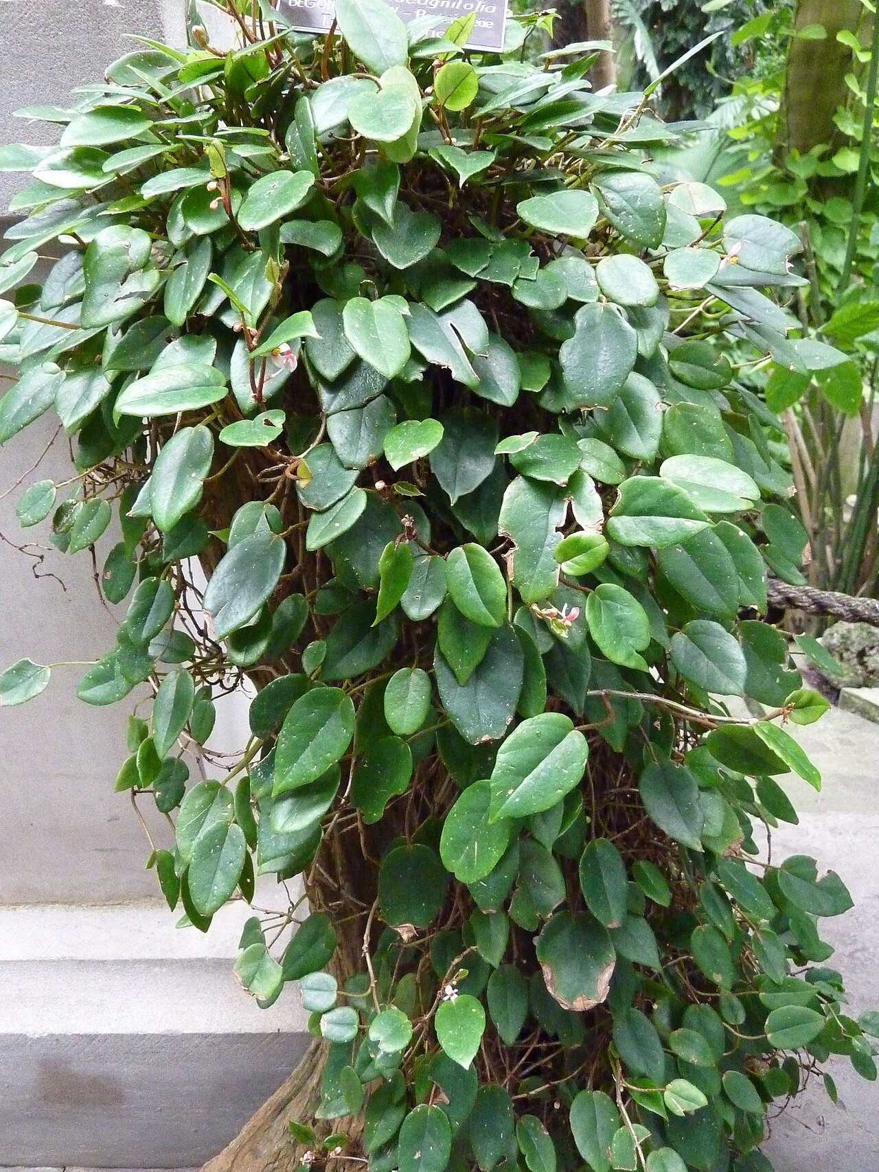 Begonia elaeagnifolia: Begonia elaeagnifolia at the United States Botanic Garden