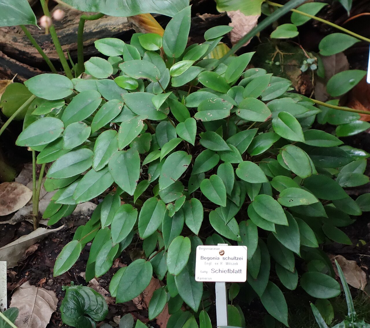 Begonia elaeagnifolia: Botanical specimen in the Botanischer Garten, Dresden, Germany.