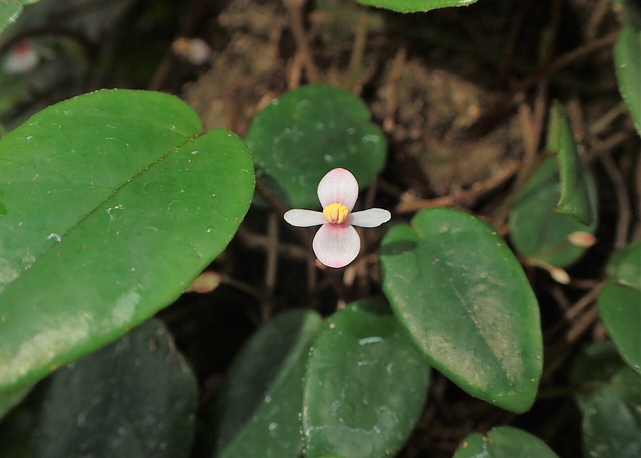 Begonia elaeagnifolia: Begonia elaeagnifolia in the Botanischer Garten, Berlin-Dahlem
