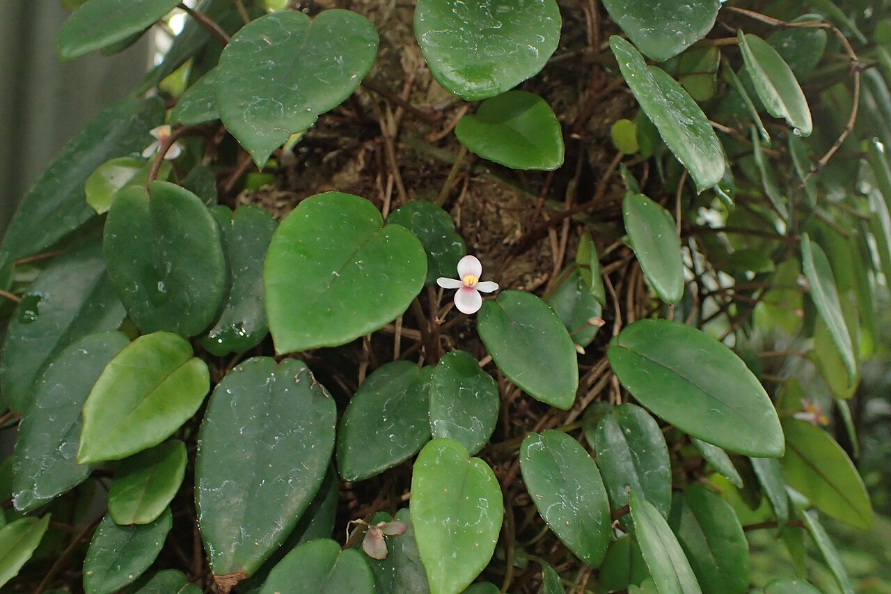 Begonia elaeagnifolia: Begonia elaeagnifolia in the Botanischer Garten, Berlin-Dahlem