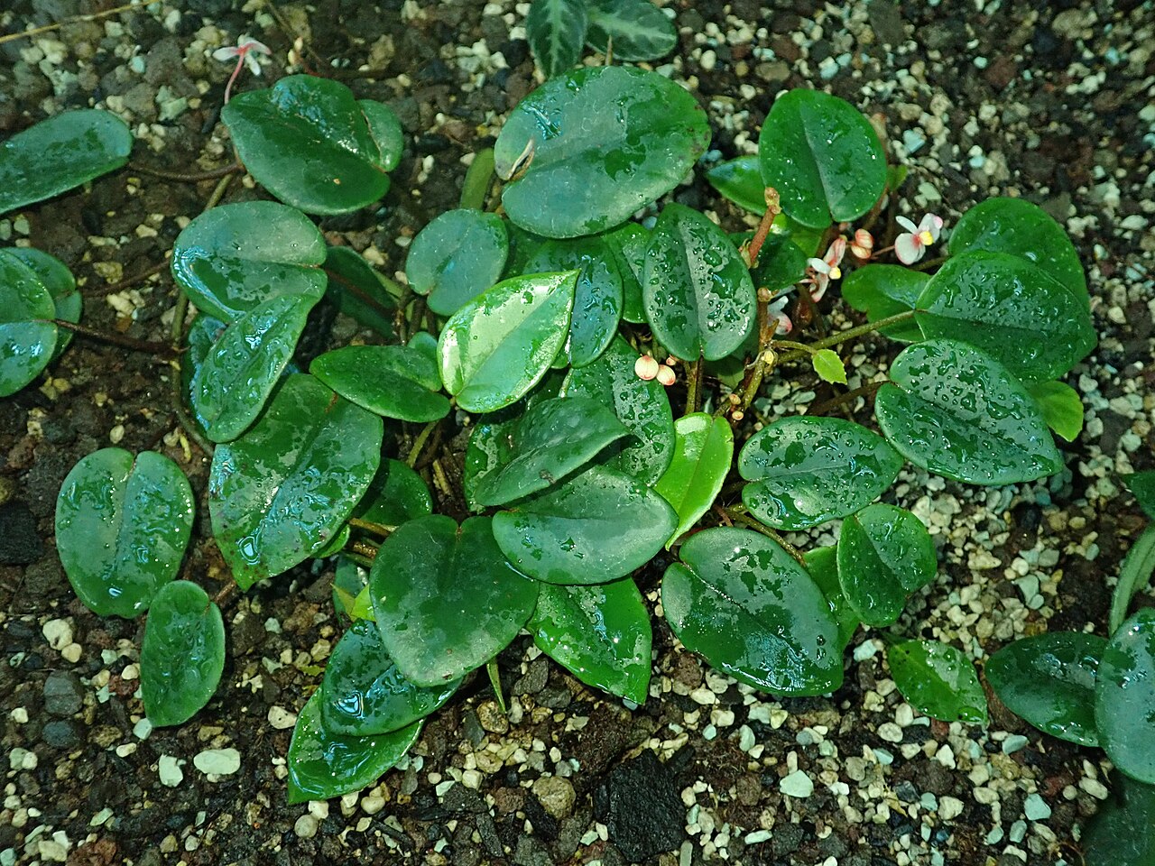 Begonia elaeagnifolia: Begonia elaeagnifolia , botanical garden in Berlin.