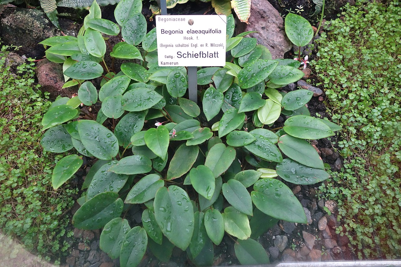 Begonia elaeagnifolia: Botanical specimen in the Botanischer Garten, Dresden, Germany.