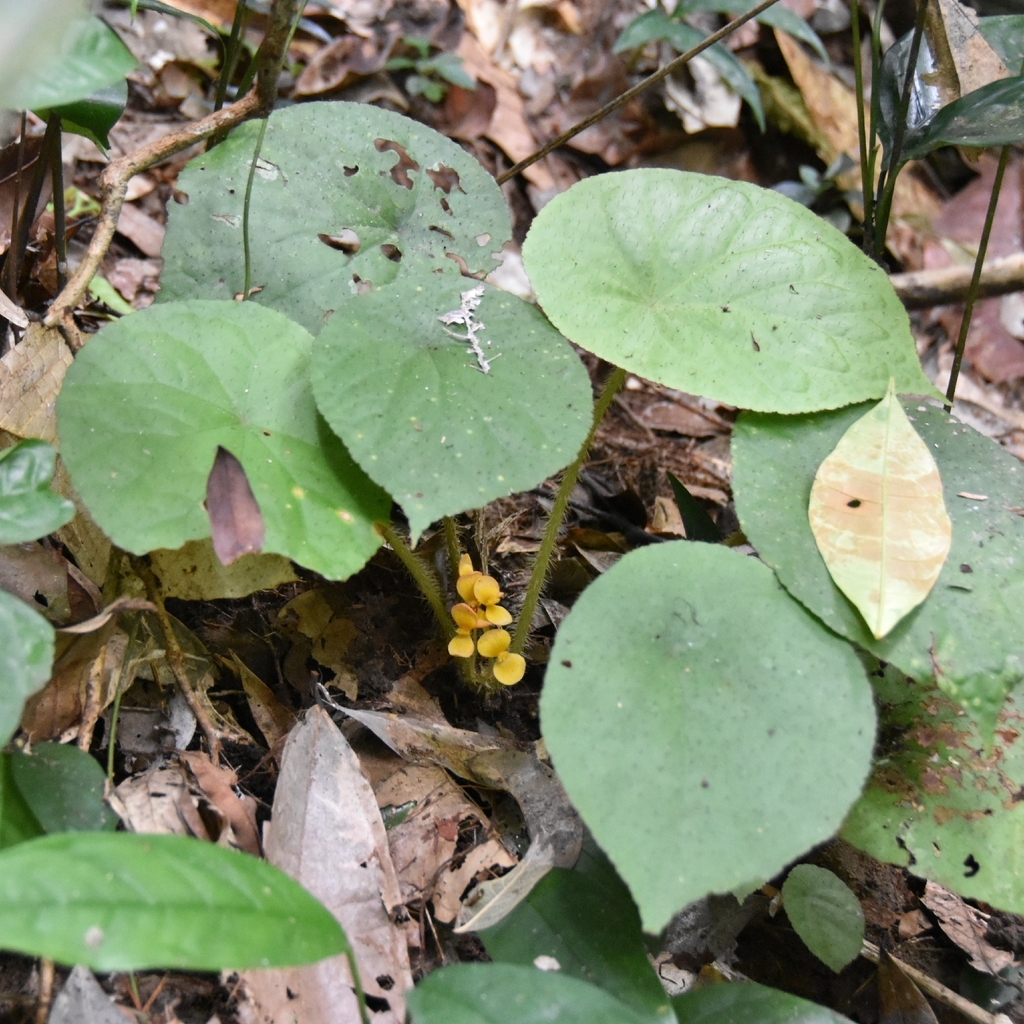 Begonia erectotricha (Begonia erectotricha)