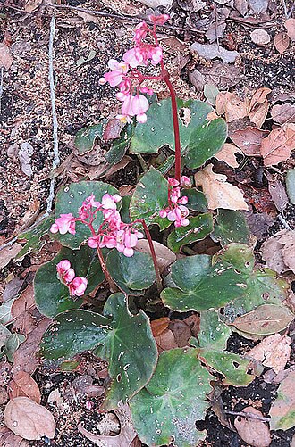Begonia erythrophylla: Begonia erythrophylla . In the Gardens of Lotusland — in Montecito, near Santa Barbara in southern California. Reported from southeastern Costa Rica.
